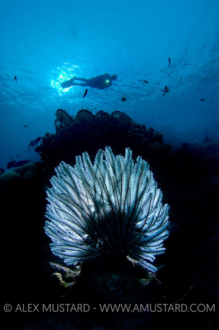 DIver and crinoid. Similan Islands, Thailand.