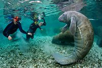 Manatee And Snorkellers. Florida, USA.