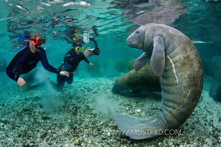Manatee And Snorkellers. Florida, USA.