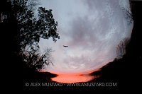 Dawn underwater, USA.