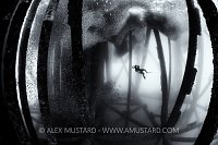 Diving Beneath Oil Rig. USA