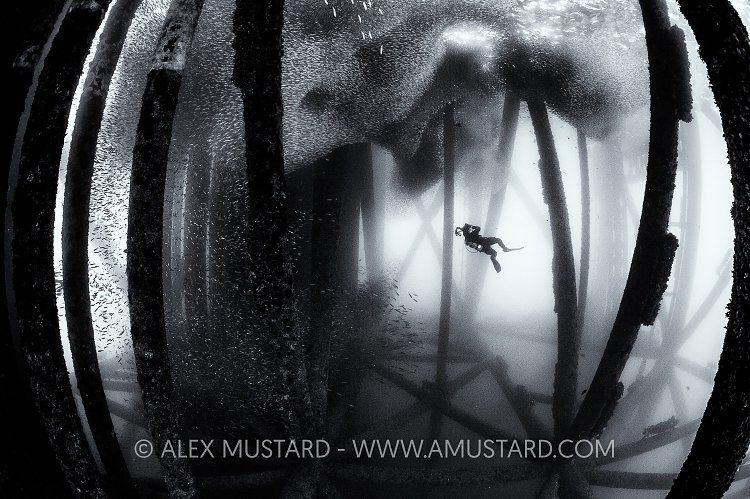 Diving Beneath Oil Rig. USA