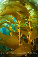 Kelp Detail. USA