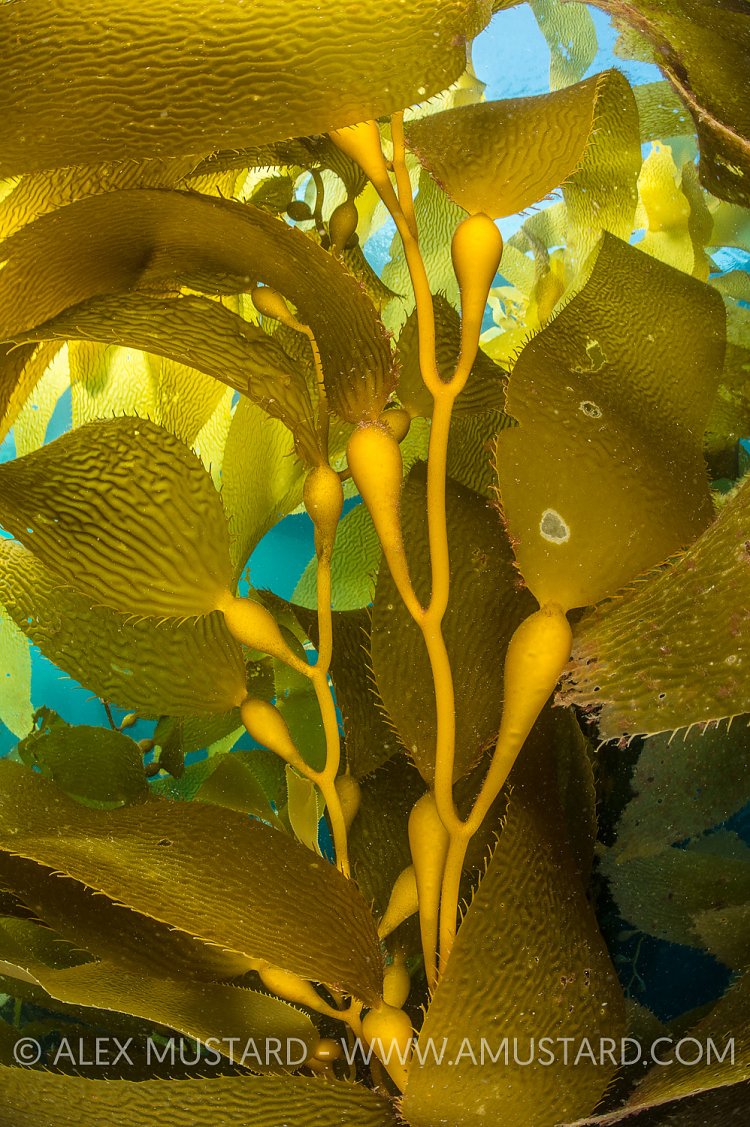 Kelp Detail. USA