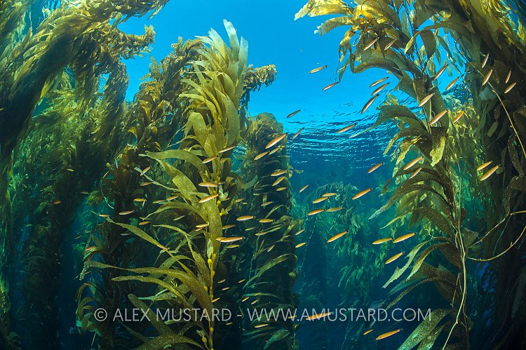 Fish In Kelp Forest. USA