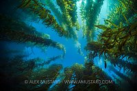 Kelp Forest. USA