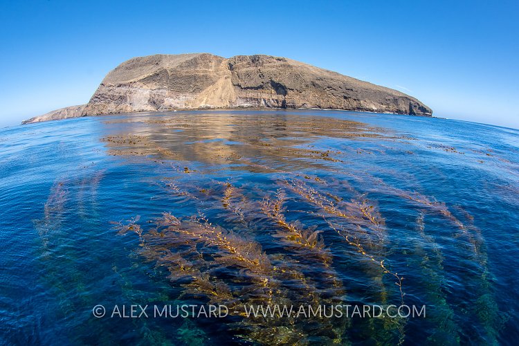 Giant Kelp Bed. USA