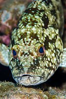 Pacific Mutton Hamlet. Mexico