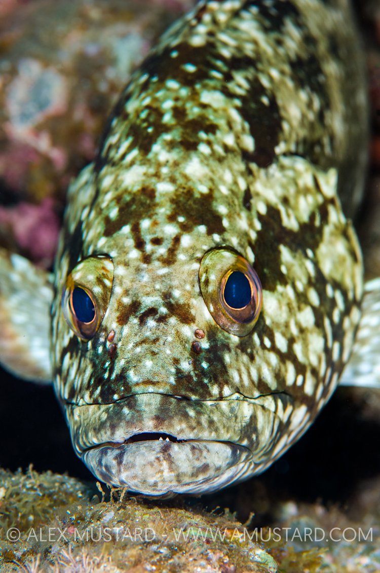 Pacific Mutton Hamlet. Mexico