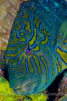 Giant Hawkfish. Mexico