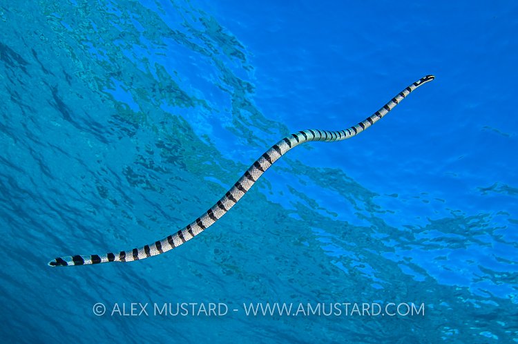 Sea Snake. Thailand