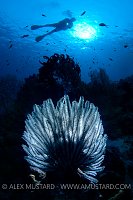 Diver With Crinoid. Thailand