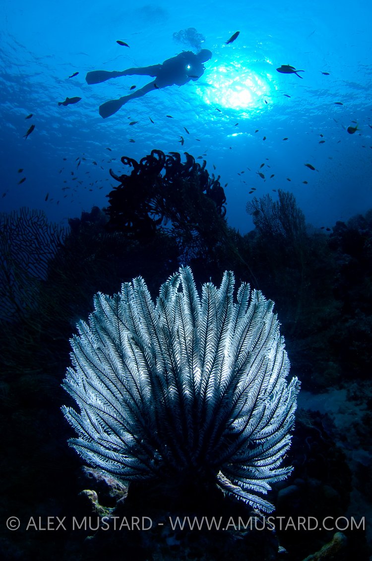 Diver With Crinoid. Thailand