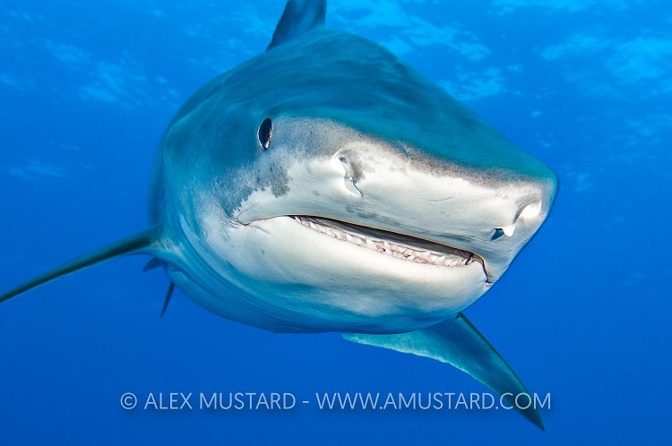 Tiger Shark In Blue. Bahamas