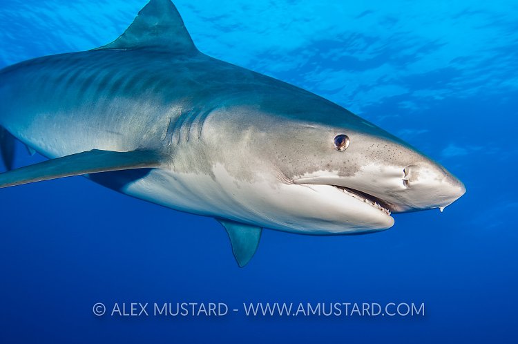 Tiger Shark In Blue. Bahamas