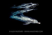 Night Dolphin. Bahamas