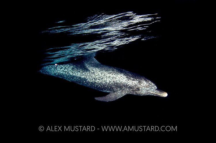 Night Dolphin. Bahamas