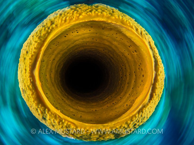 Single Tube Sponge. Cayman Islands