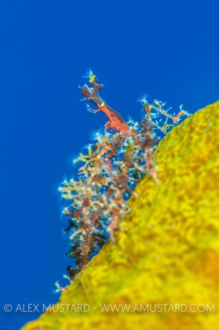 Neck Crab On Sponge. Cayman Islands