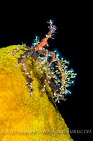 Neck Crab On Sponge. Cayman Islands