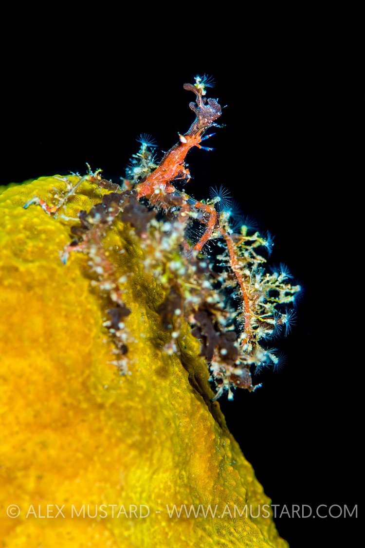 Neck Crab On Sponge. Cayman Islands