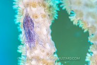 Gorgonian Shrimp. Cayman Islands