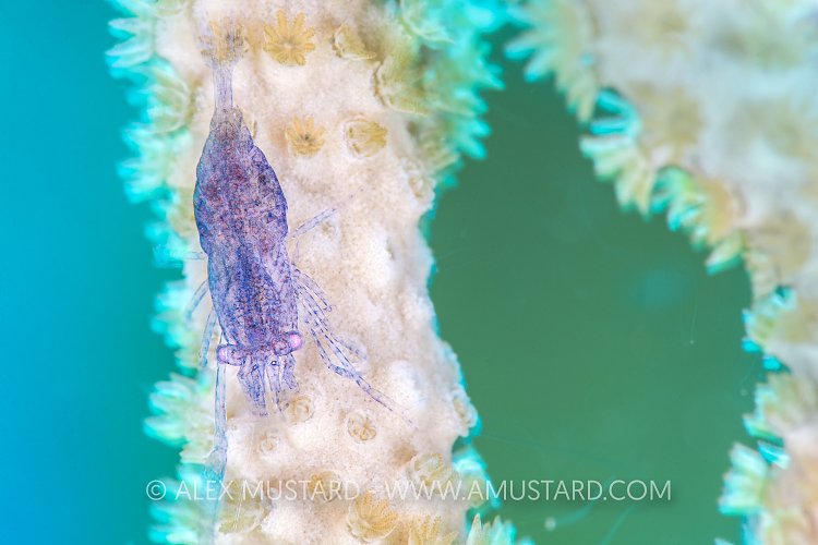 Gorgonian Shrimp. Cayman Islands