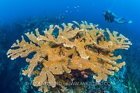 Elkhorn On The Reef. Cayman Islands