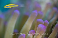 Juvenile Yellowhead Wrasse. Cayman