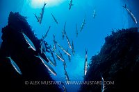 Tarpon School. Cayman Islands