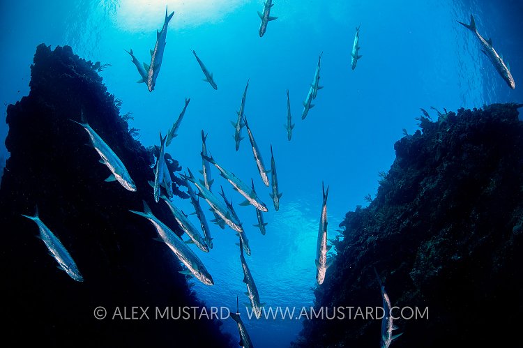 Tarpon School. Cayman Islands