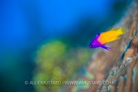 Fairy Basslet On Reef. Cayman Islands