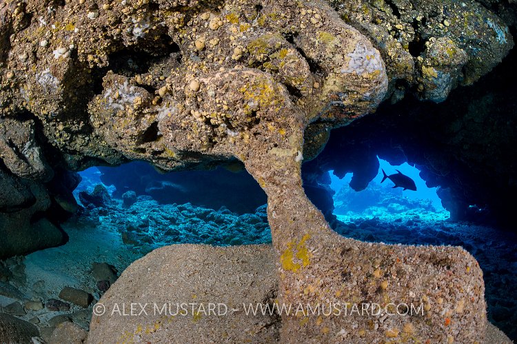 Jack In Cave. Cayman Islands