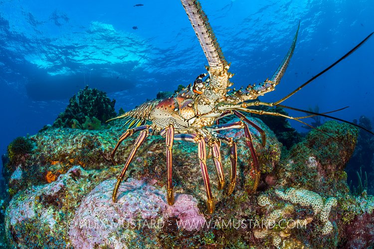 Spiny Lobster On Reef. Cayman Islands