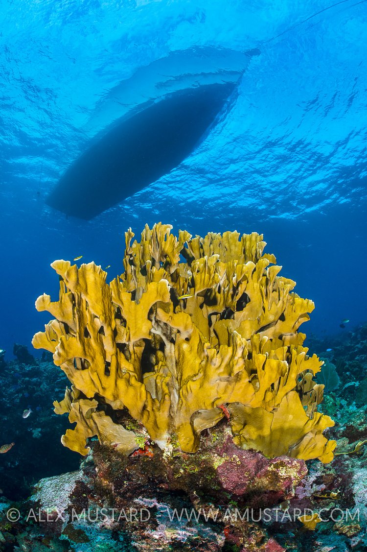 Blade Fire Coral. Cayman Islands