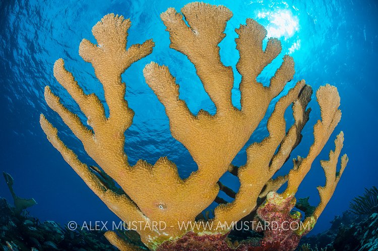 Elkhorn Coral. Cayman Islands