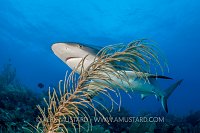 Reef Shark Through Gorgonian. Cayman Islands