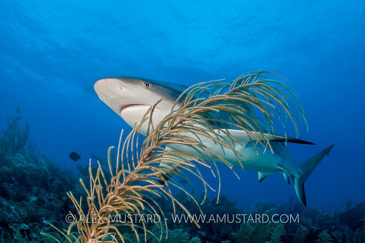 Reef Shark Through Gorgonian. Cayman Islands