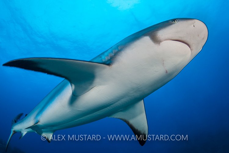 Reef Shark Overhead. Cayman Islands