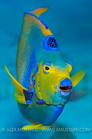 Queen Anglefish Portrait. Cayman Islands