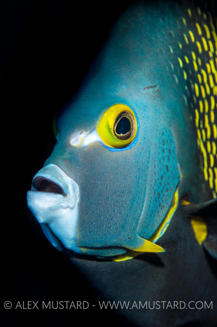 French Angel. Cayman Islands