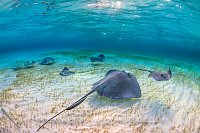 Stingrays Searching For Food. Cayman Islands