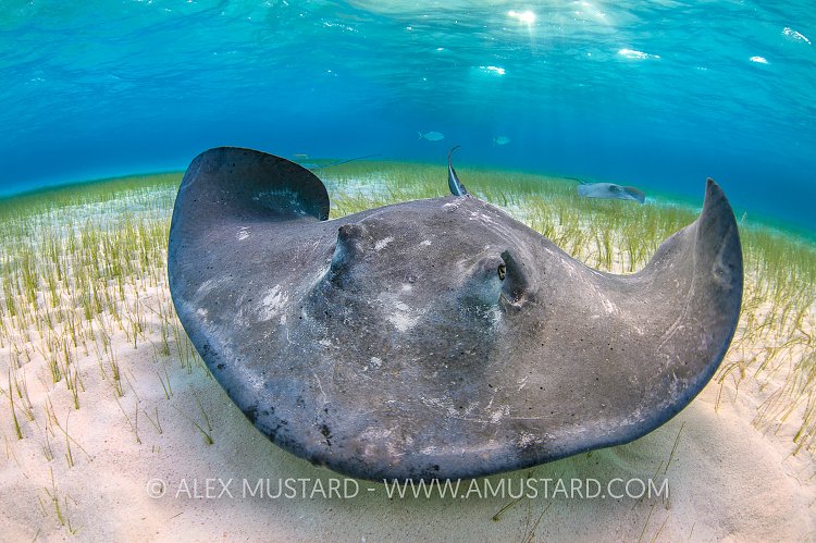 Stingray Portrait. Cayman Islands