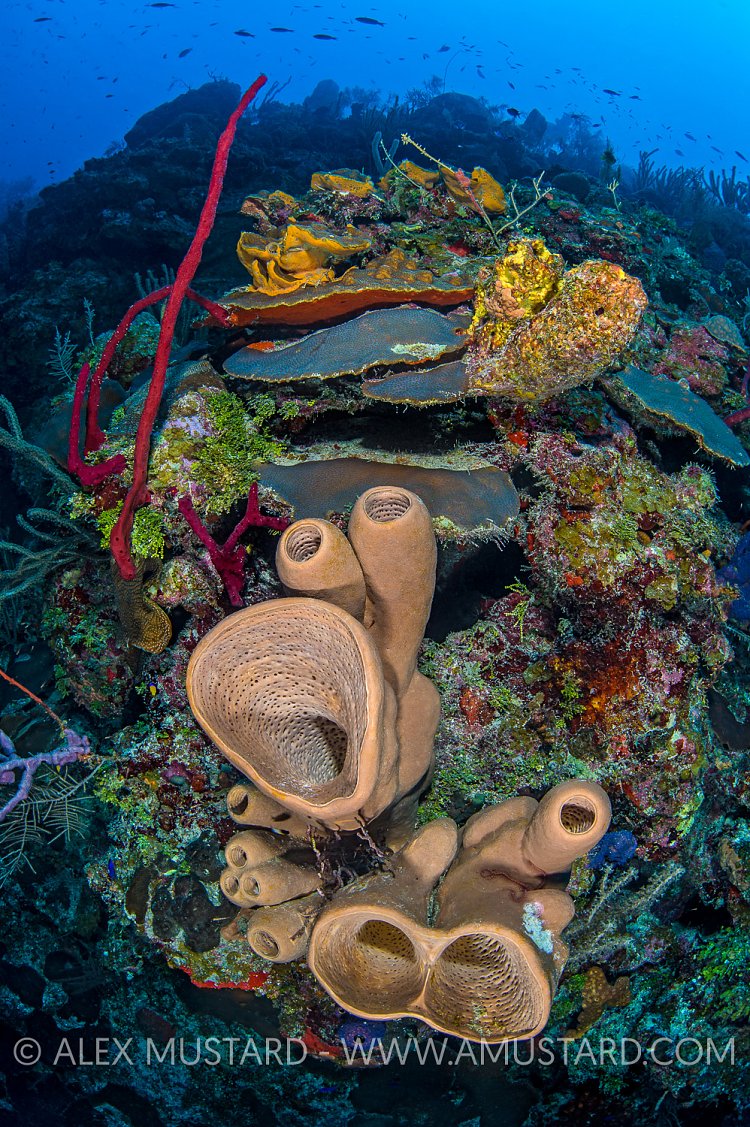 Reef Scene. Cayman Islands