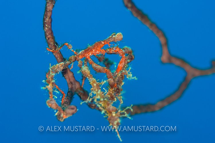 Neck Crab Portrait. Cayman Islands