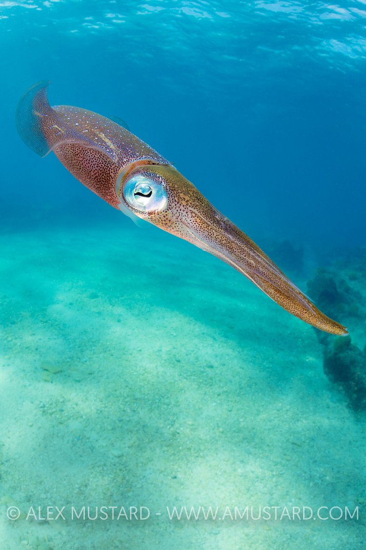 Reef Squid. Cayman Islands