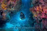 Exploring The Reef. Cayman Islands