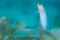 Yellowhead Jawfish. Cayman Islands