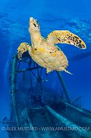 Turtle On The Wreck. Cayman Islands