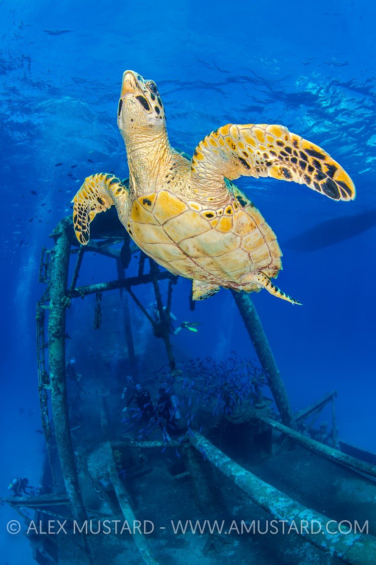 Turtle On The Wreck. Cayman Islands